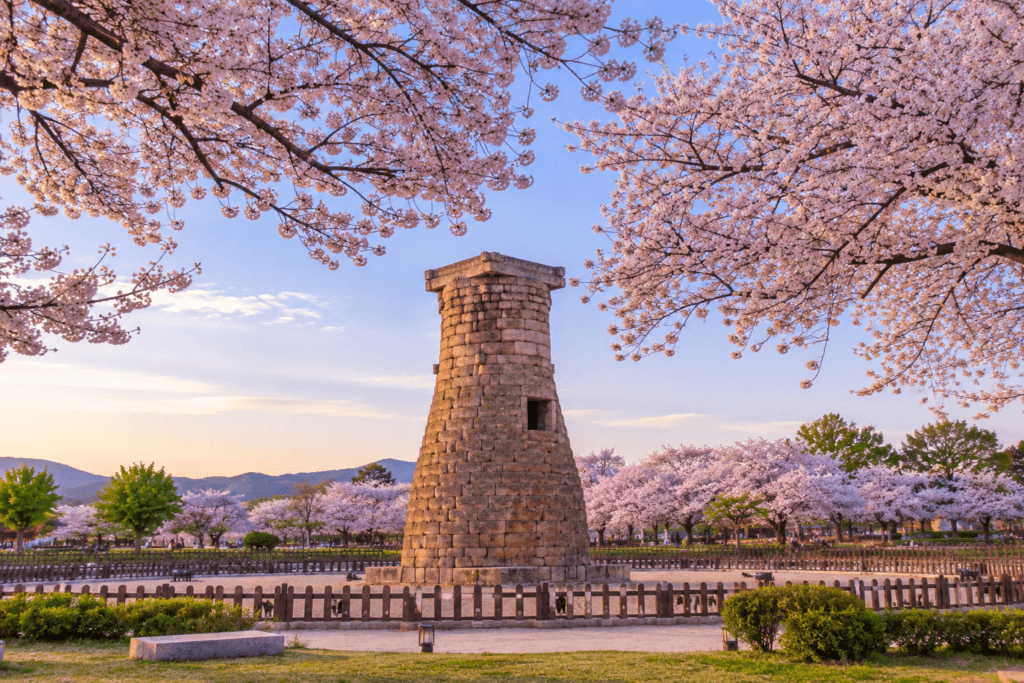Cherry blossoms surrounding Cheomseongdae Observatory in spring