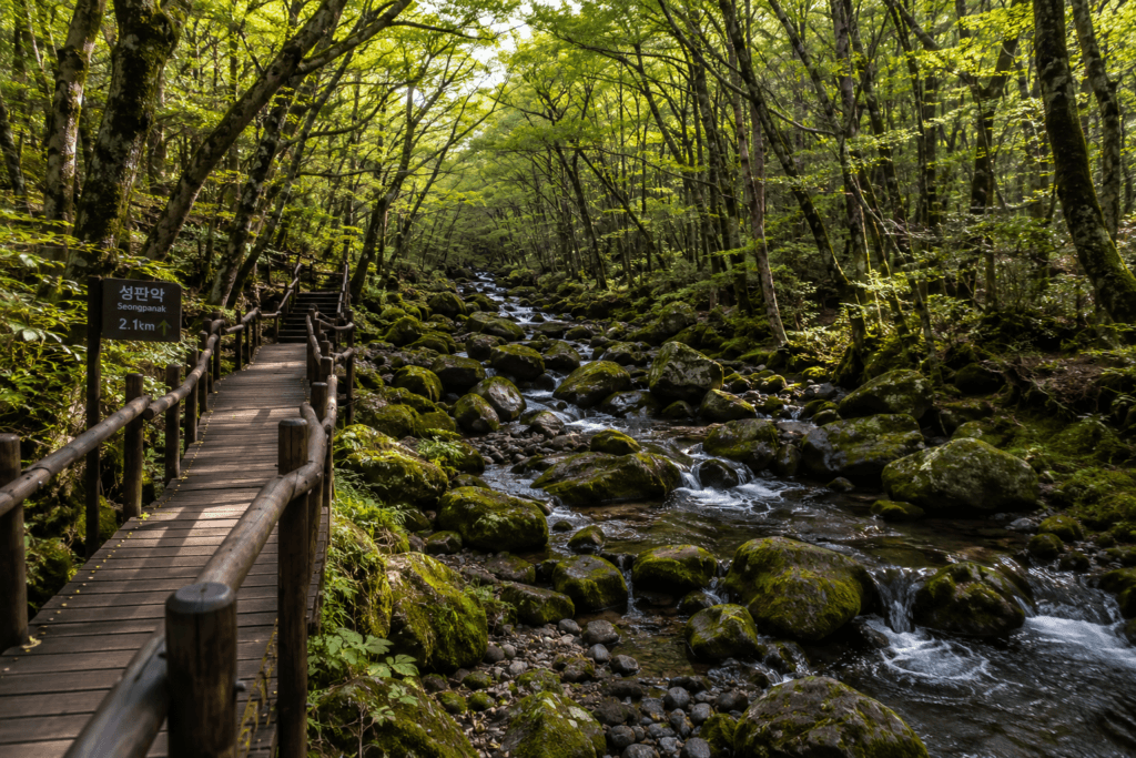 Hallasan Forest Trail Wooden boardwalk through a forest section of Hallasan National Park