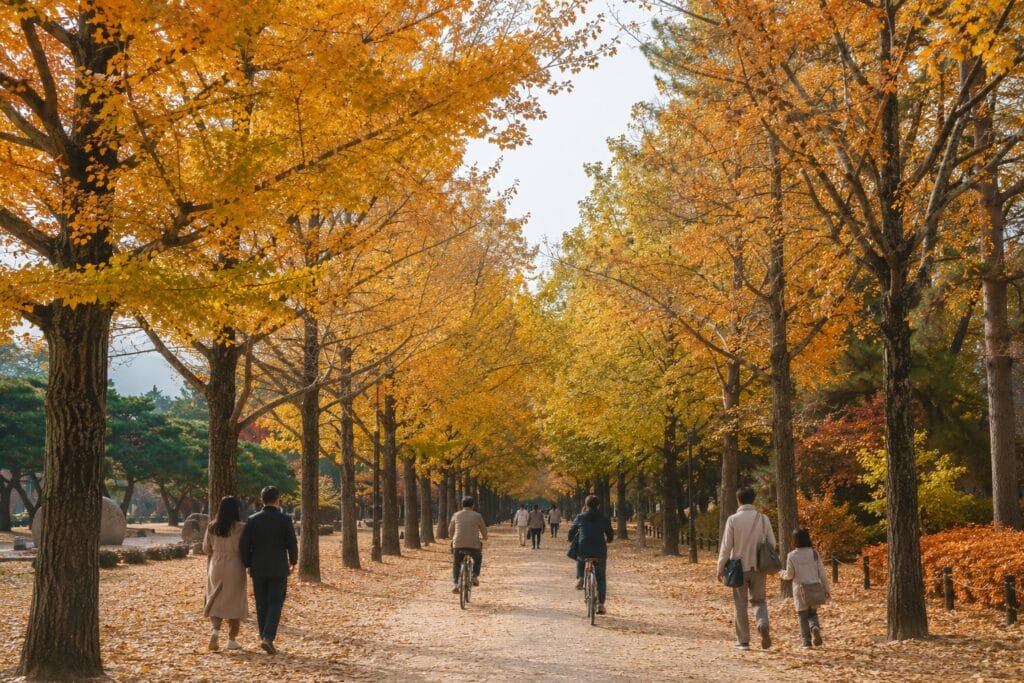 Visitors walking and cycling beneath autumn trees on Nami Island