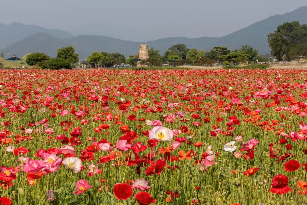 Iceland poppies in a flower garden near Cheomseongdae, photographed in June 2024
