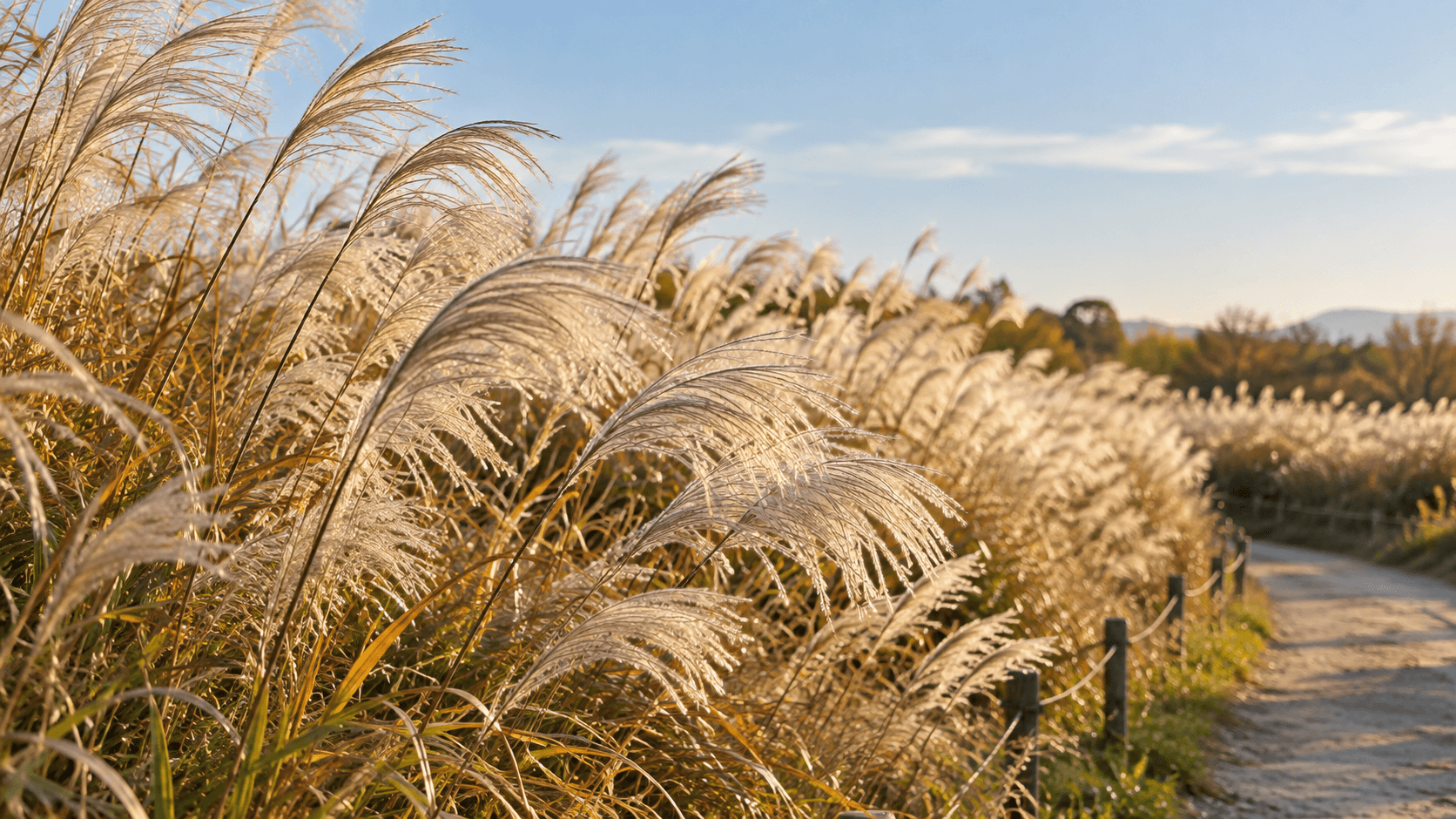 Pale silver grass plumes catching warm side light beside a walking path